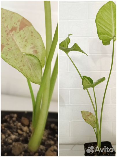 Сингониумы сортовые