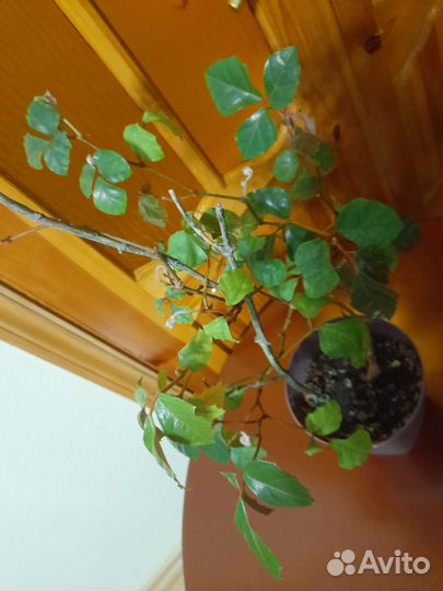 Комнатный виноград