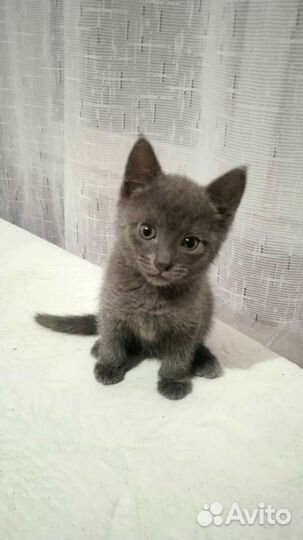 Кошки в добрые руки бесплатно