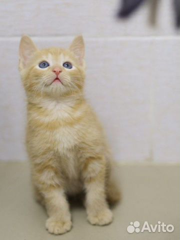 Малыши и их юная мама (котята, 2 месяца)