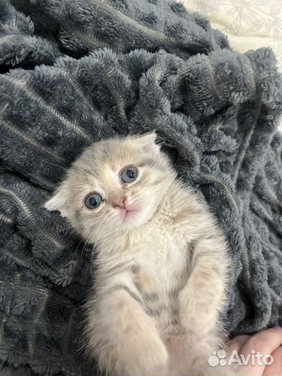 Шотландская вислоухая кошка