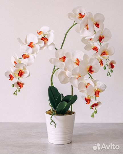 Орхидея дендробиум