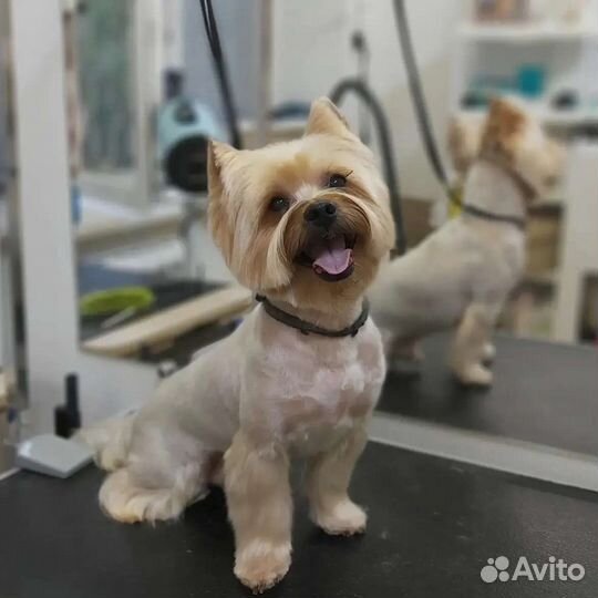 Стрижка собак и кошек