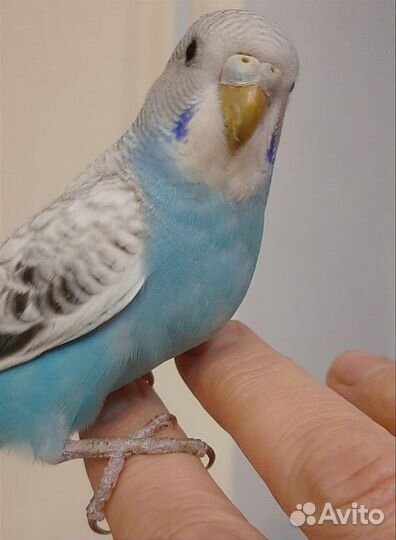 Волнистый попугай