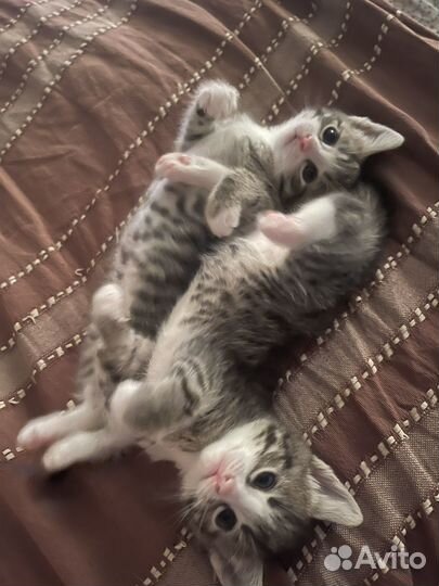 Котятки в добрые руки