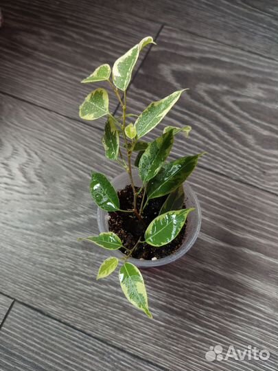 Фикус бенджамина, хойя, сциндапсус, декабрист и др