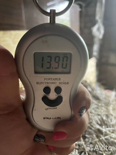 Сено в тюках