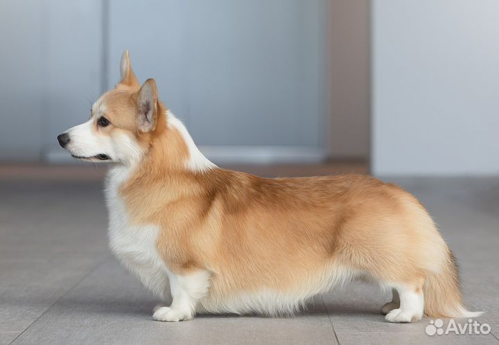 Вельш-корги пемброк кобель