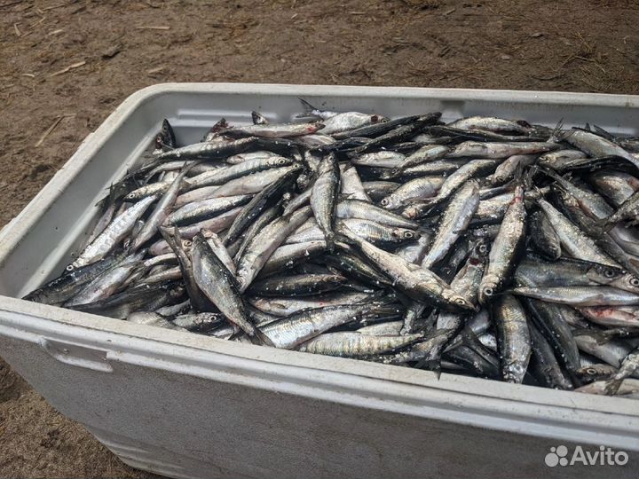 Свежая ряпушка, лещ, налим, щука, сиг, горбуша, тр