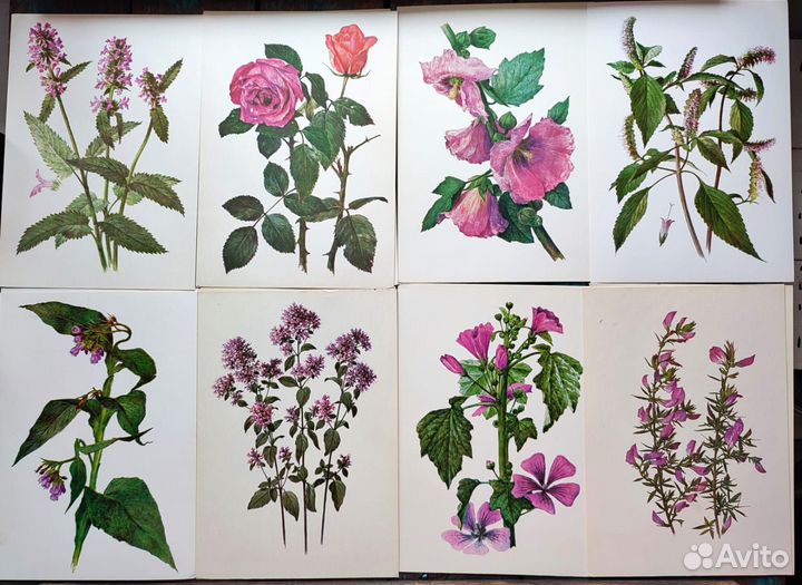 Винтажные ботанические открытки цветы, растения