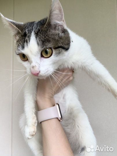 Кошка в добрые руки