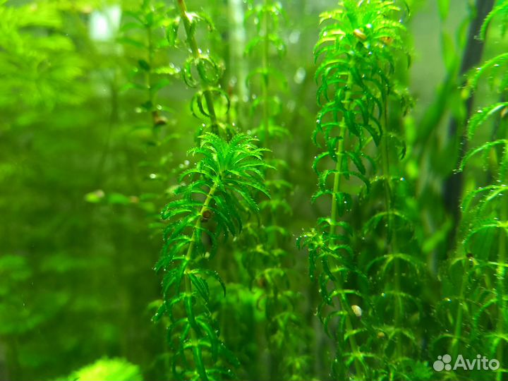 Теодоксус улитка 2-3 покаление на местной воде