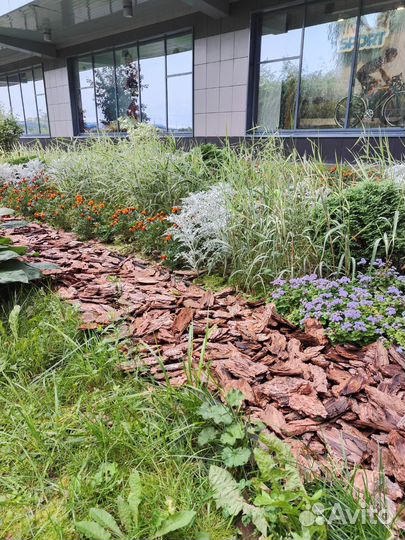 Мульча сосны, кедры кора