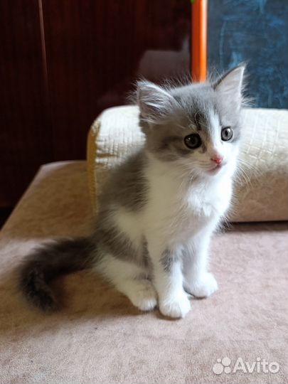 Котята полтора месяца