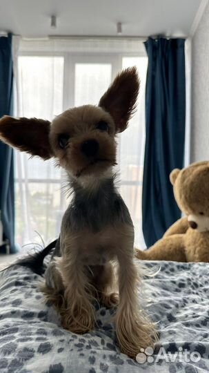 Вязка Йорк мини