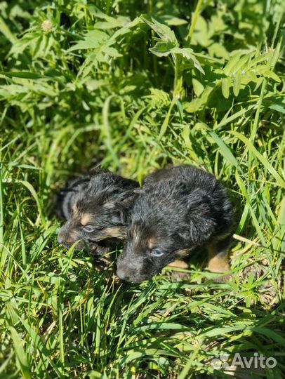 Двортерьер