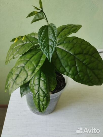 Венерин волос и клеродендрум Томпсон Бронь