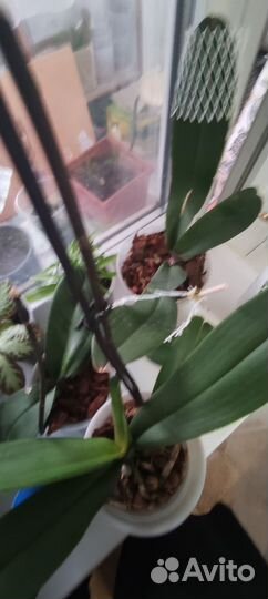 Орхидея фаленопсис