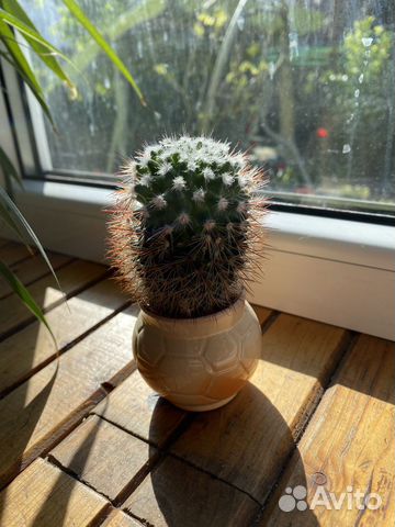 Кактус в кашпо