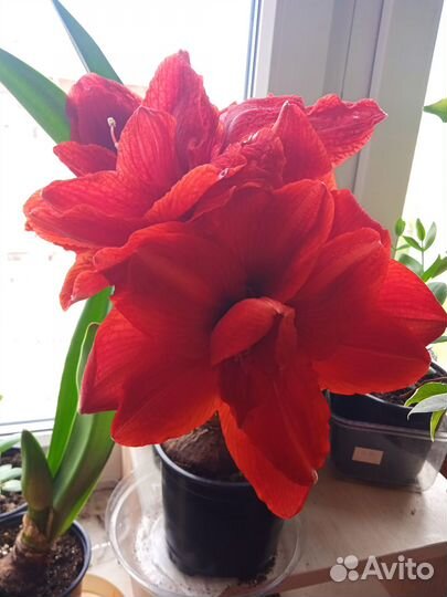 Амариллис махровый