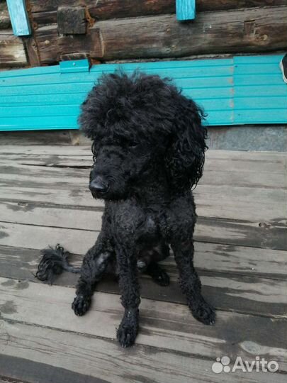 Пудель. Вязка