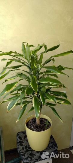 Цветок Драцена