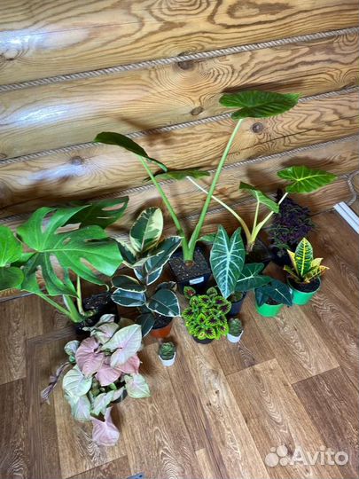 Домашние растения