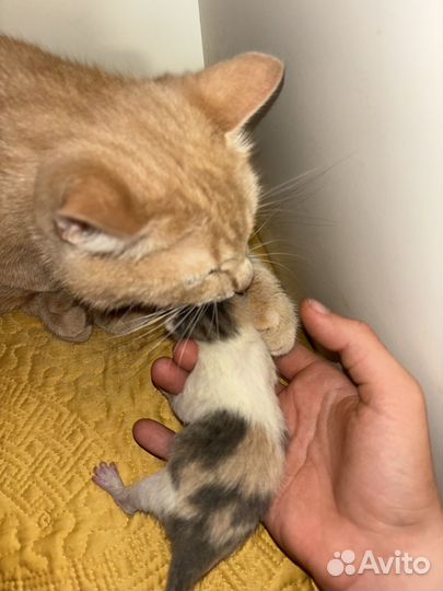Котята бесплатно