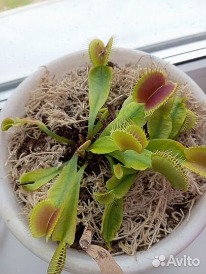 Хищные растения