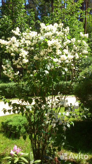 Жасмин (Чубушник)