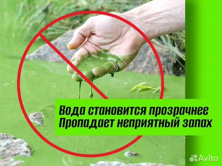 Суспензия хлореллы с доставкой