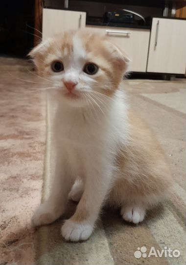 Вислоухие котята в добрые руки