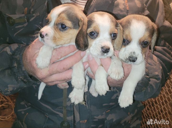 Щенки бигля