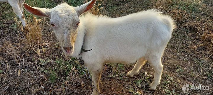 Козел зааненский