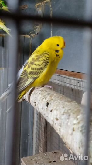 Волнистые попугаи оптом
