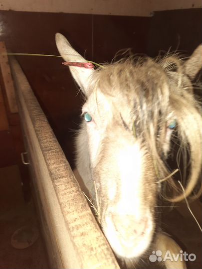 Продам козла