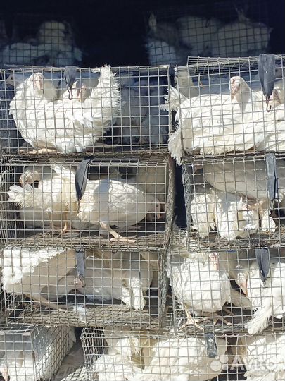 Куры молодки