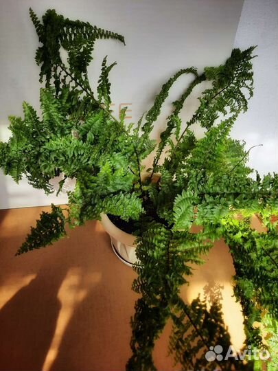 Папоротник Нефролепис кудрявый