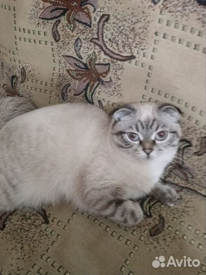 Кошечка ищет жениха