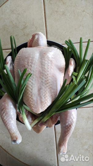 Куры бройлеры