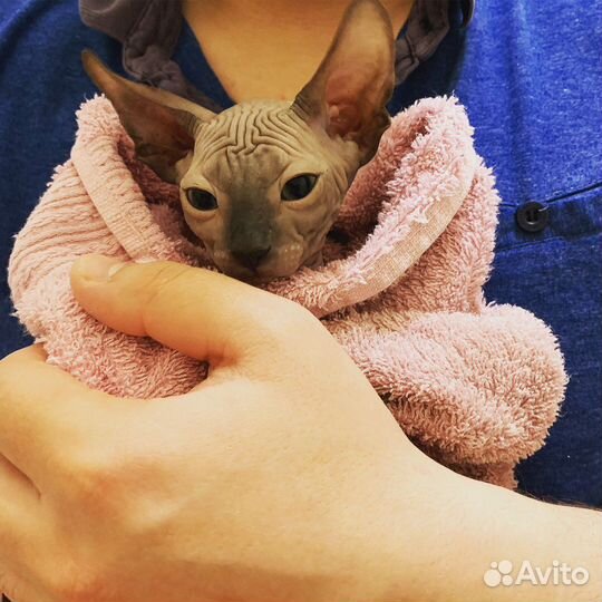 Донской сфинкс вязка