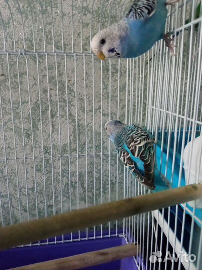 Волнистый попугай