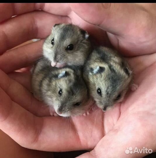 Джунгарский хомяк