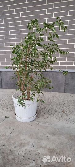 Комнатные растения