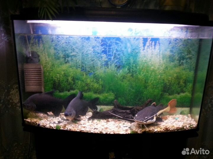 Передержка животных