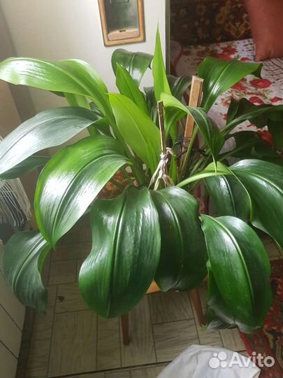 Эухарис амазонская лилия