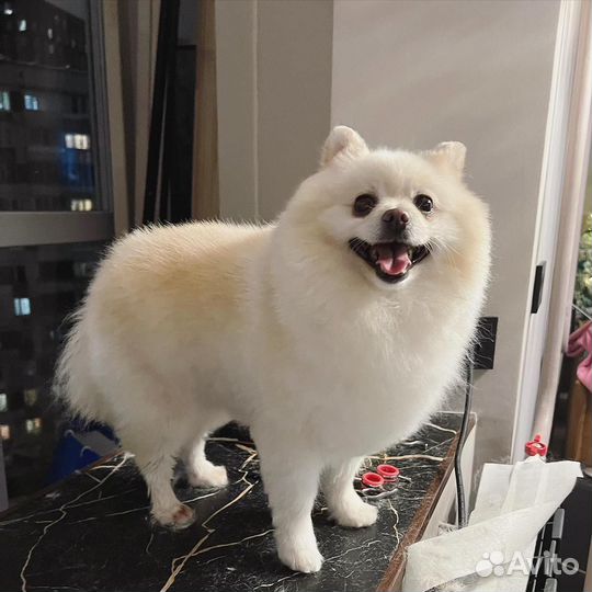 Грумер / Стрижка собак и кошек / Груминг