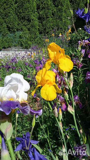 Букет из жёлтых ирисов на срез и с клубнем