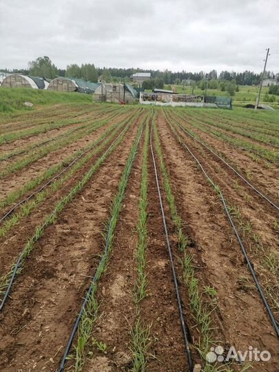 Чеснок сотовой