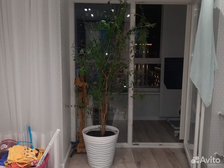 Гранатовый дерево